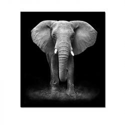 Tableau éléphant noir et blanc fond blanc