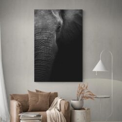 Tableau Photo elephant decoration