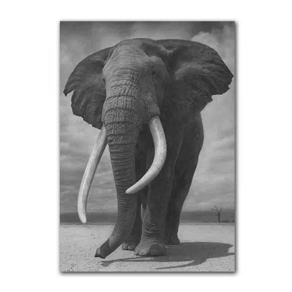 Tableau sur toile éléphant d'afrique