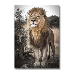 Tableau sur toile lion sauvage