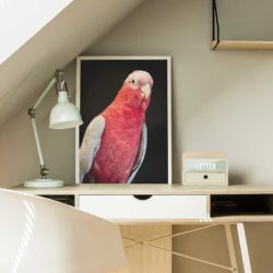 Tableau déco perroquet rose