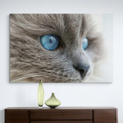 tableau chat gris yeux bleus 2