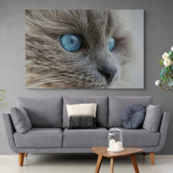 tableau chat gris yeux bleus salon 2