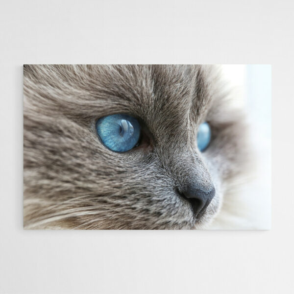 tableau sur toile chat gris yeux bleus 2