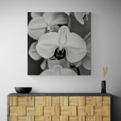 tableau orchidee noir et blanc