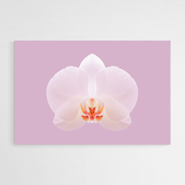 tableau sur toile orchidee blanche