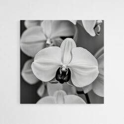 tableau sur toile orchidee noir et blanc