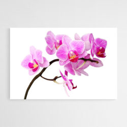 tableau sur toile orchidee rose