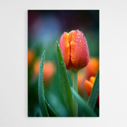 tableau sur toile tulipe moderne
