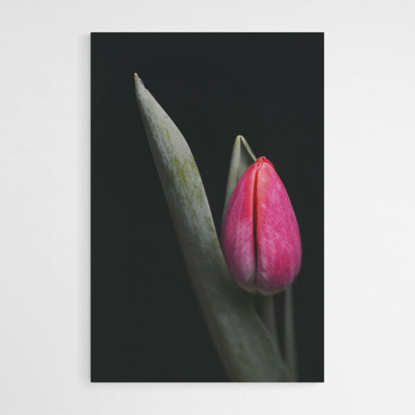 tableau sur toile tulipe rouge