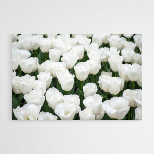tableau sur toile tulipes blanches