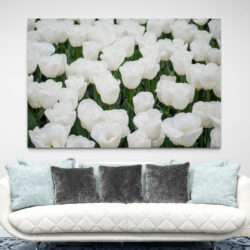 tableau tulipes blanches