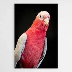 Tableau perroquet rose 1.webp