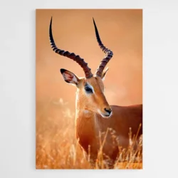 tableau antilope d afrique 1.webp