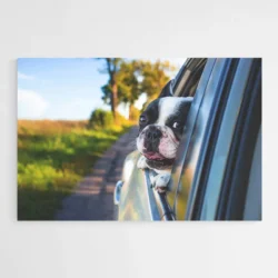 tableau bouledogue 1.webp