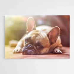 tableau bouledogue francais 1.webp