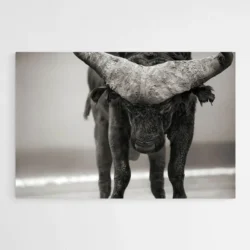 tableau buffle 1.webp