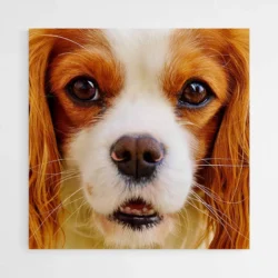 tableau cavalier king charles 1.webp