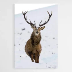 tableau cerf dans la neige 1.webp