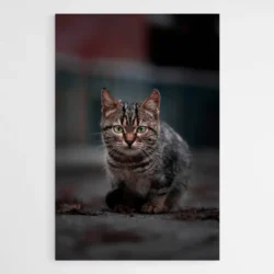 tableau chat gris 1.webp