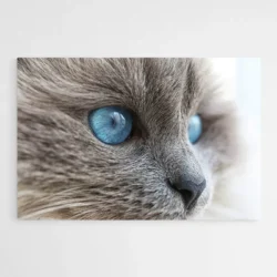 tableau chat gris yeux bleus 1.webp