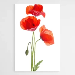 tableau coquelicot rouge 1.webp