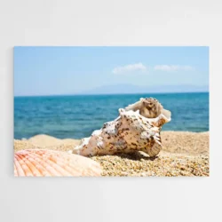 tableau coquillages mer 1.webp