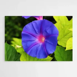 tableau fleur bleu 1.webp