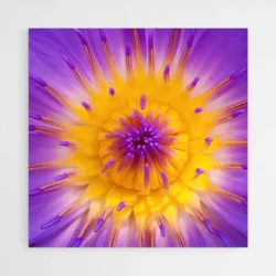 tableau fleur de lotus 1.webp