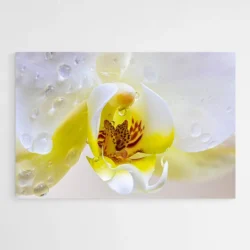tableau fleur orchidee 1.webp