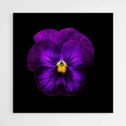 tableau fleur violette 1.webp