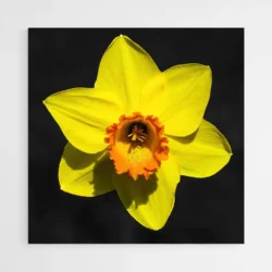 tableau jonquille 1.webp