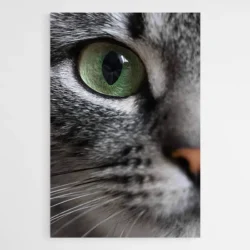 tableau oeil de chat 1.webp