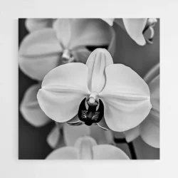tableau orchidee noir et blanc 1.webp