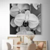 tableau orchidee noir et blanc carre 3.webp