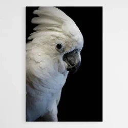 tableau perroquet blanc 1.webp