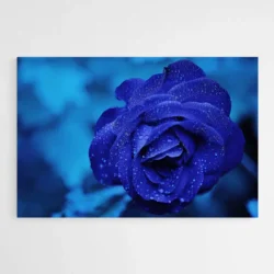 tableau rose bleue 1.webp