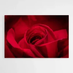 tableau rose rouge 1.webp