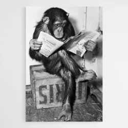 tableau singe drole 1.webp