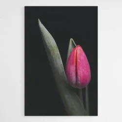 tableau tulipe rouge 1.webp